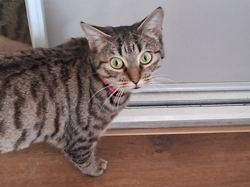 stripey cat looking at the3 camera