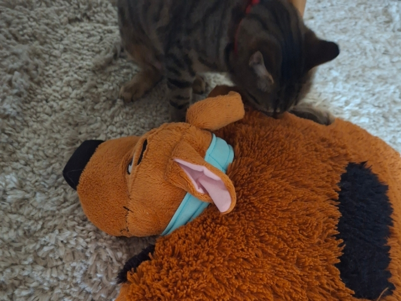 cat with a stuffed toy on the floor