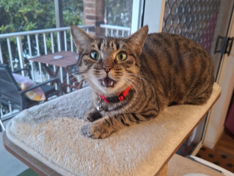 cat sitting on a cat tree meowing