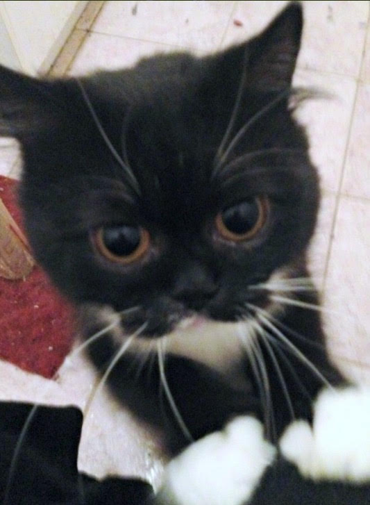 black kitten with white paws
