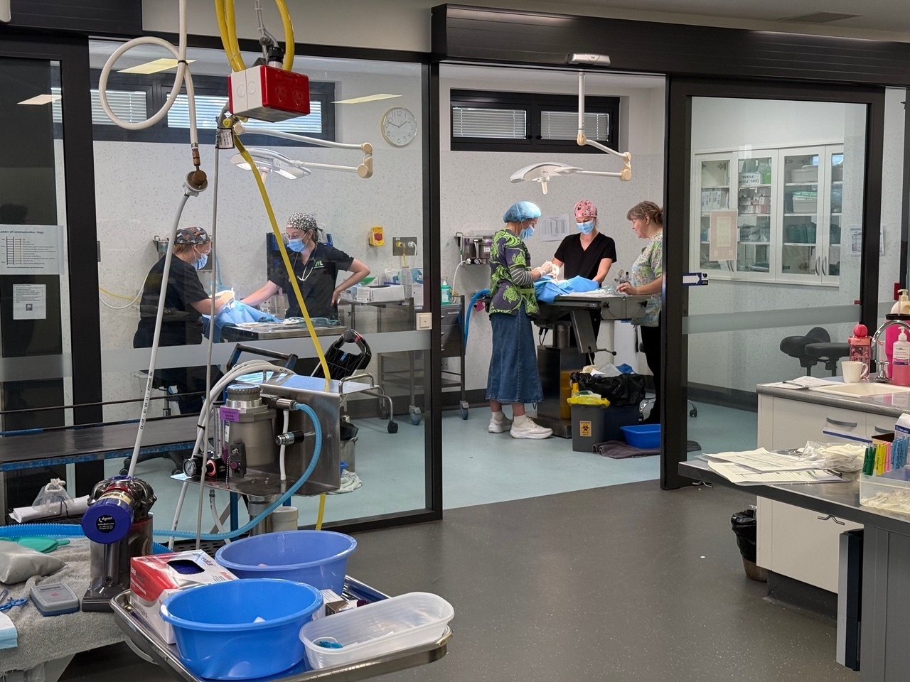 Veterinary teams working together at two surgical tables during practical desexing training.