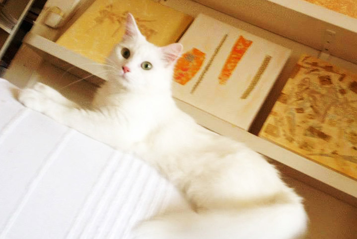 Ishtar, adopted white cat at home