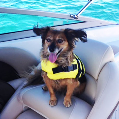 Django enjoying his boat ride along the Swan River 
