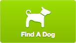 Find A Dog