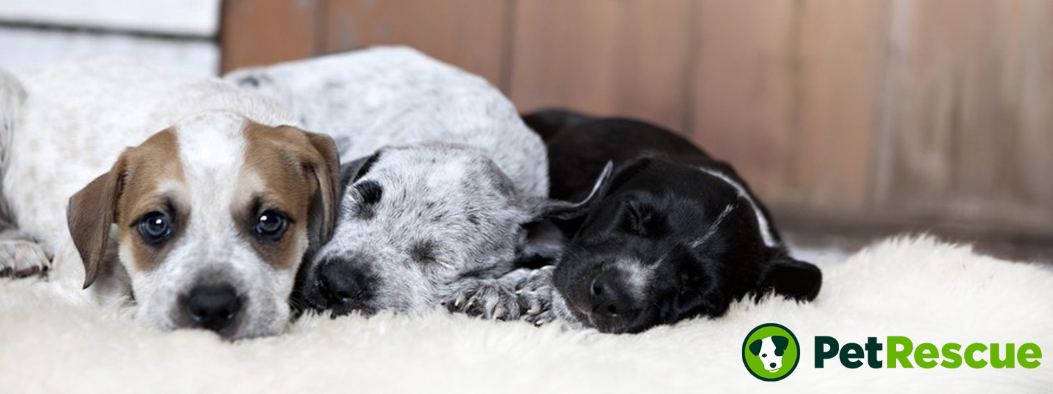 Pound sales rescue dogs